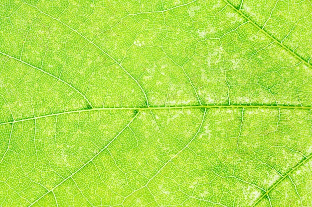 Fragment de feuille d'érable verte se bouchent