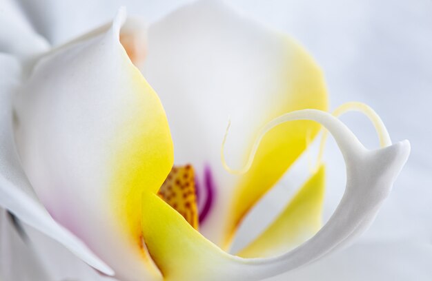 Fragment de fleur d'orchidée blanche phalaenopsis fond floral macro