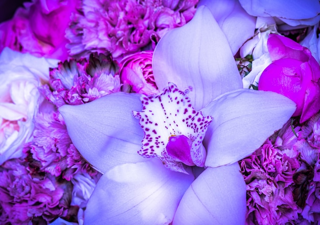 Fragment de fleur d'orchidée blanche et violette phalaenopsis fond floral macro