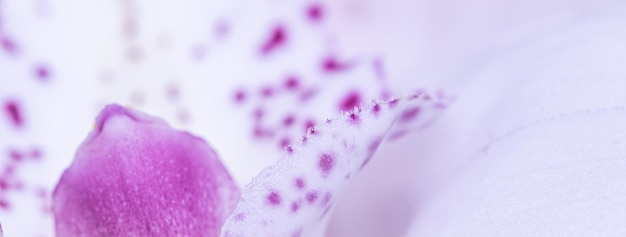 Fragment de fleur d'orchidée blanche et violette phalaenopsis fond floral macro
