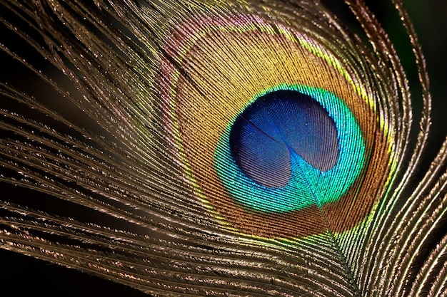 Photo fragment de plume de paon brillant. prise de vue macro.
