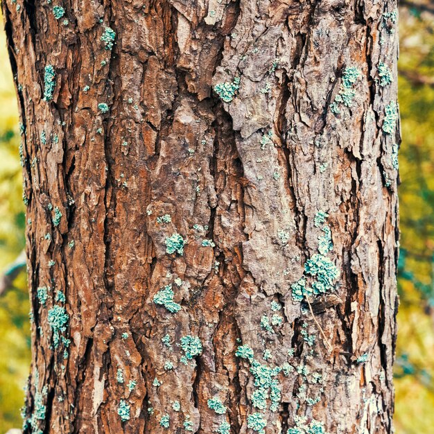 Un fragment d'un tronc d'arbre