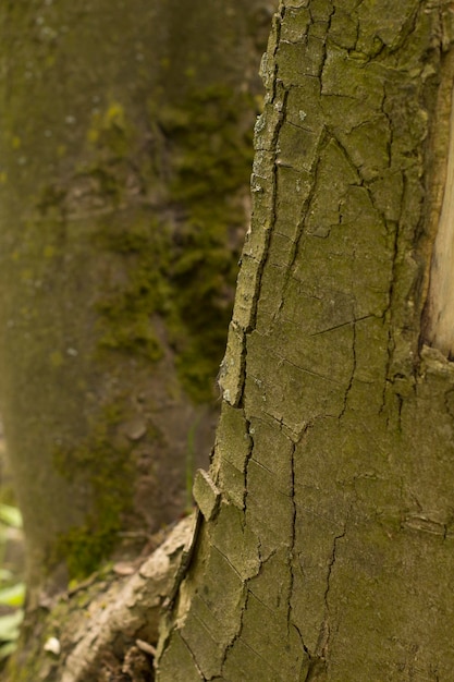 Fragment de tronc de gros arbre gros plan