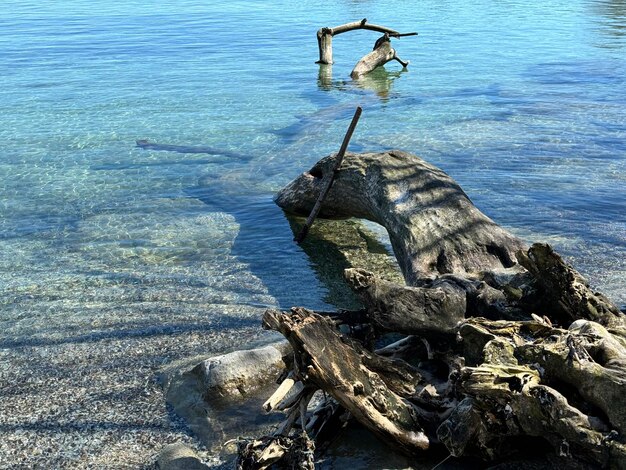 Fragments d'arbres de l'eau Paysage marin avec des rochers Eau de mer bleue Roches sous l'eau