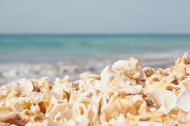 Fragments de coquilles brisées avec un océan flou en arrière-plan