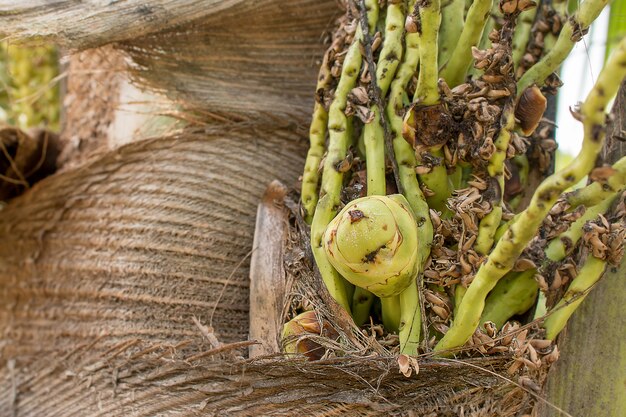 Fraîcheur de brousse de noix de coco sur la plante.