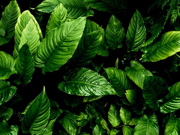 Fraîcheur complète des feuilles tropicales Texture de la surface dans un ton sombre comme arrière-plan de la nature abondante