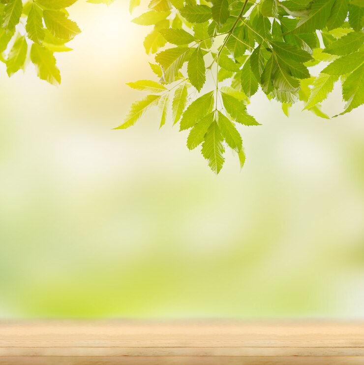 Photo fraîcheur de la feuille verte sur la table en bois vide