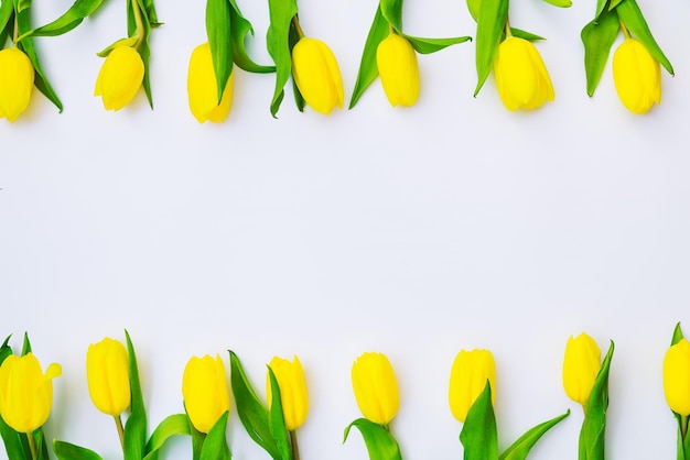 Frais généraux de tulipes sur fond blanc. copie espace