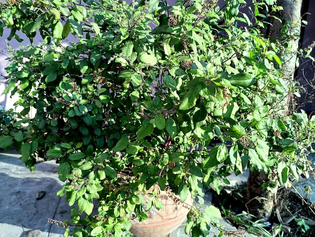 Frais de jeunes feuilles de basilic sacré ou de tulsi dans le jardin