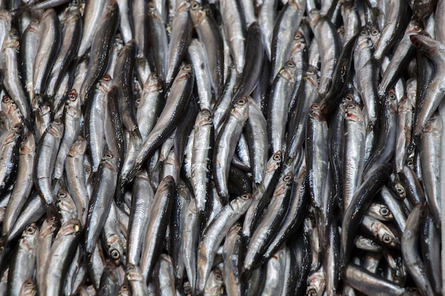 Frais à vendre au marché aux poissons