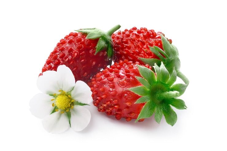 Photo fraise des alpes fragaria vesca