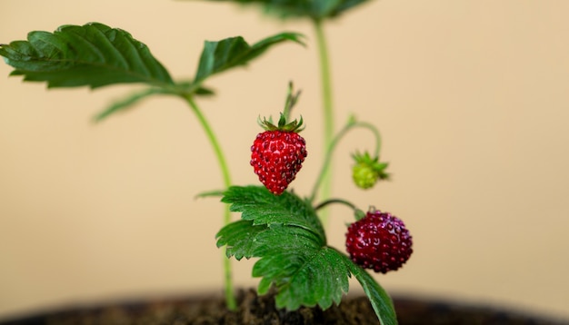 Fraise bio. Les petits fruits se bouchent. Baies mûres fraîches isolées sur le jardin. Petites fraises. Baie sucrée.