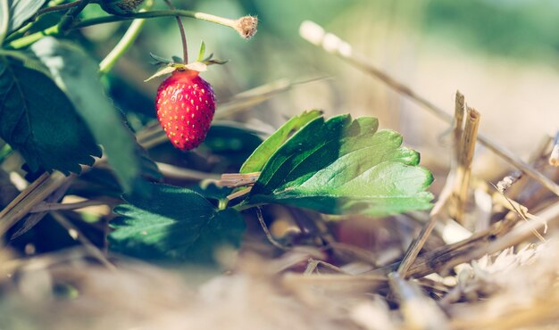 Fraise biologique mûre rouge sur un champ agricole