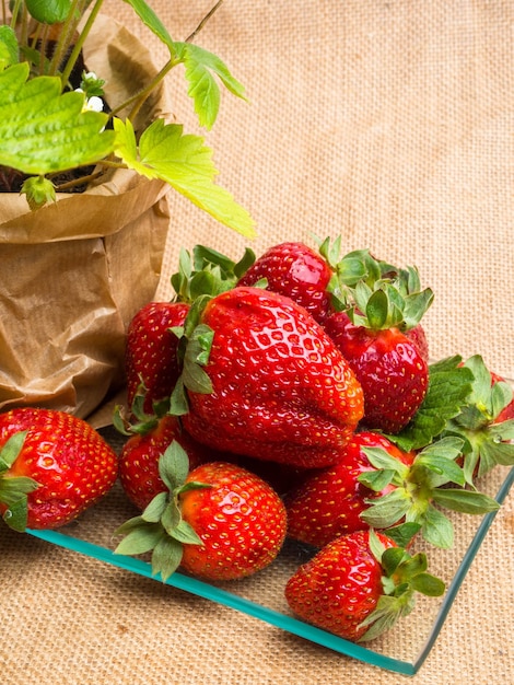 Fraise des bois en pot et savoureuses fraises fraîches en verre sur une baie riche en vitamines sackclothnutrition