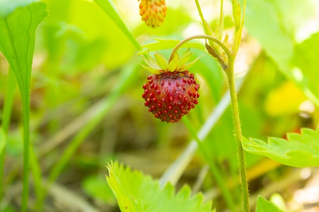 Fraise des bois poussant dans la forêt verte Vue rapprochée des fraises des bois