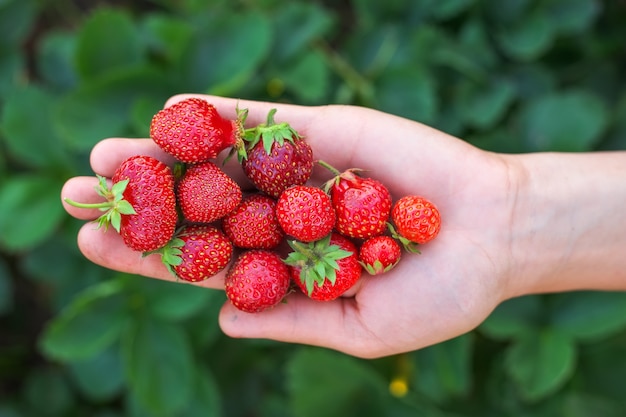 Fraise sur le bras de la femme. Cueillette de baies fraîches