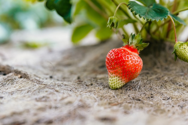 Fraise sur un buisson dans un jardin