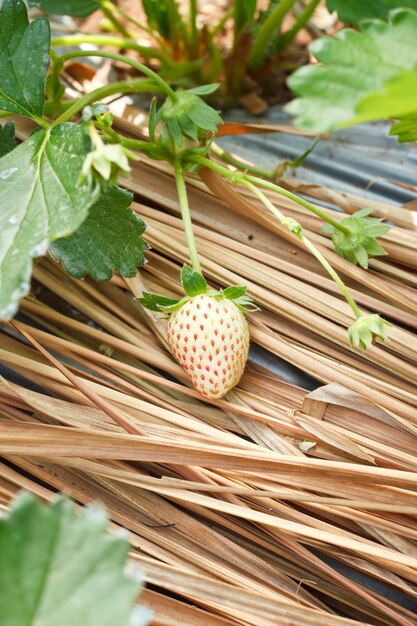 Fraise croissant dans le fram.