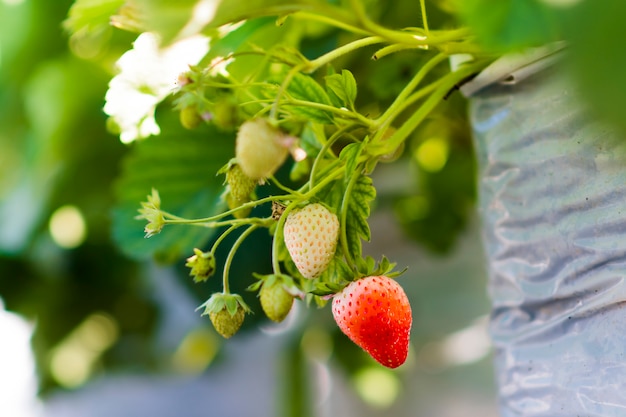 Fraise, dans, ferme