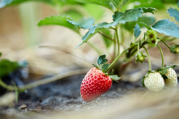 fraise Dans le jardin