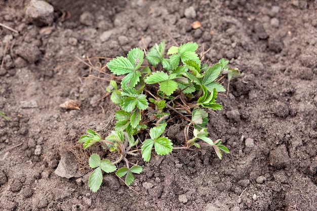 Fraise dans le jardin