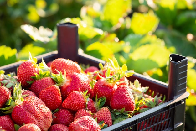 Fraise dans un récipient en plastique contre le feuillage de fraise Récolte de fraises