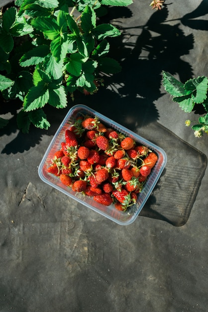 Fraise déposée dans le jardin en plein air pendant le coucher du soleil