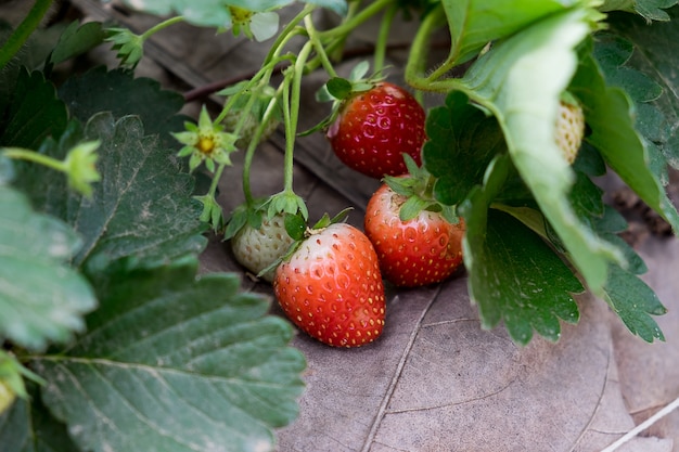 Fraise du parc