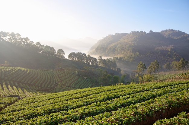 Fraise Falm en Thaïlande