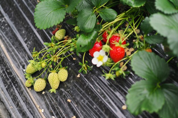 fraise à la ferme