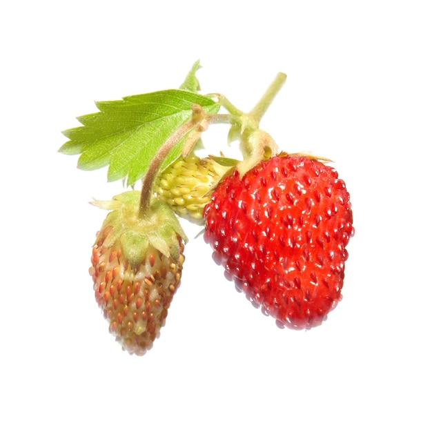 Fraise avec feuille verte isolée sur blanc