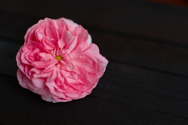 Fraise sur fond noir avec des gouttes de pluie diaphragme ouvert lumineux très frais publicité attrayante