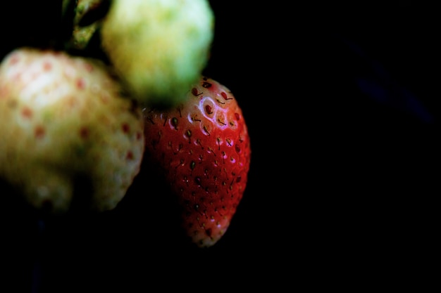 Fraise sur fond noir.