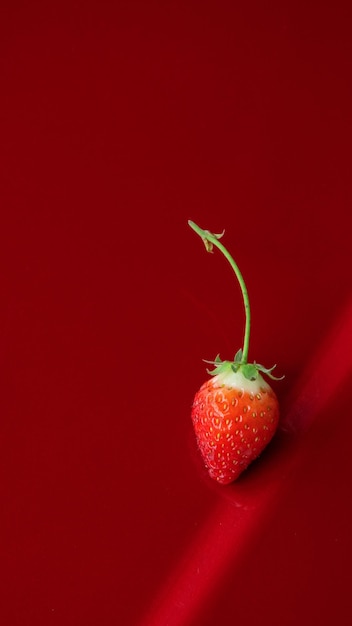 La fraise à fond rouge