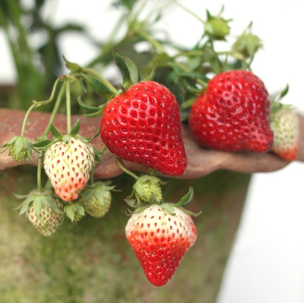 Fraise fraîche accrochée à la branche de la plante