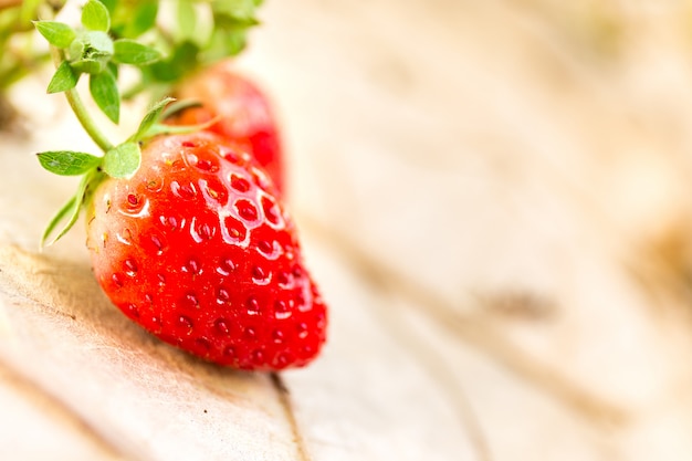 Fraise fraîche dans ferme, gros plan