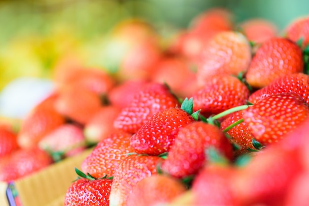 Fraise fraîche de la ferme dans le nord de la Thaïlande