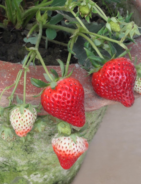 Fraise Fraîche Savoureuse Bouchent