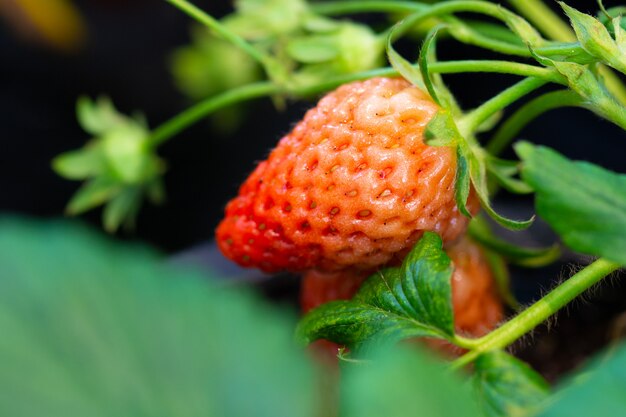 Fraise en gros plan dans le jardin