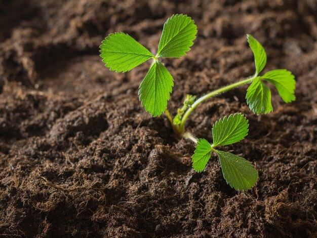 Fraise de jardin Bush dans un sol fertile noir