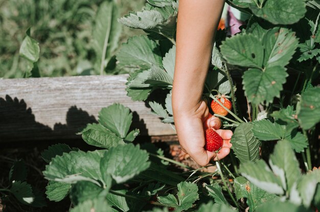 Fraise mûre dans la main d'un enfant sur ferme de fraises biologiques