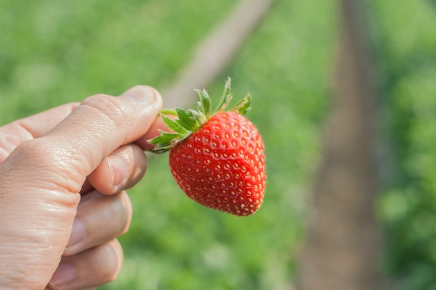 Fraise mûre à la main.