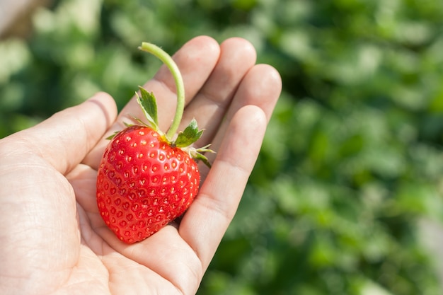 Fraise mûre à la main.