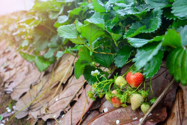 Fraise de plus en plus fraîche à mûrir dans le champ