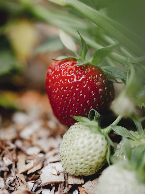 Fraise rouge dans le jardin