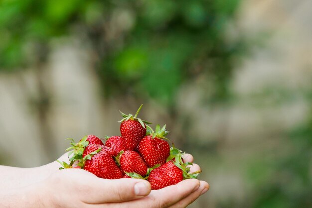 Fraise rouge dans les mains sur fond vert baie de vitamine saine isolée