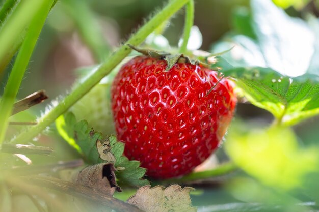 Fraise rouge mûre sur une journée ensoleillée d'été macrophotographie