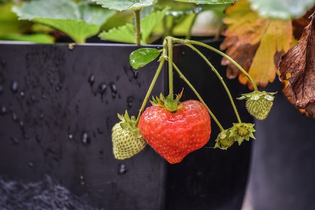 Photo la fraise rouge pousse naturellement.