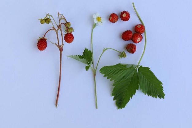 fraise sauvage rouge avec des feuilles sur fond bleu